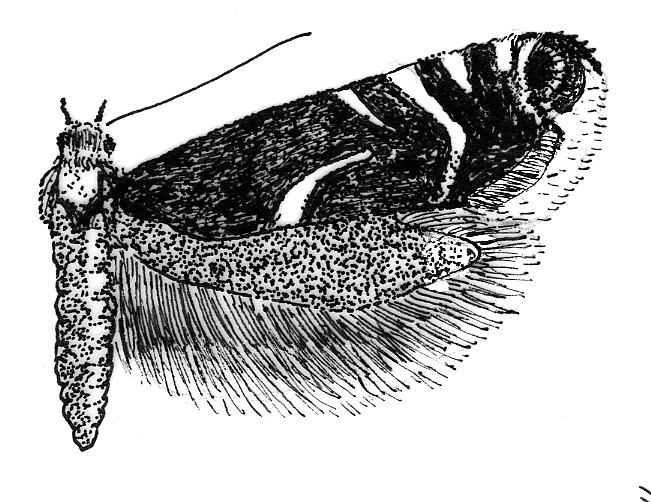 Glyphipterix schoenicolella (Glyphipterigidae).